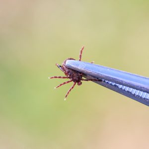 rosa,proširene vene,lečenje proširenih vena