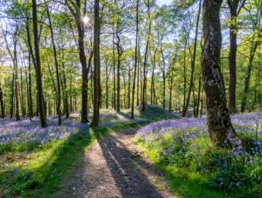 šuma u aprilu,proleće u šumi,priroda,gljive sakupljanje,mlade šišarke